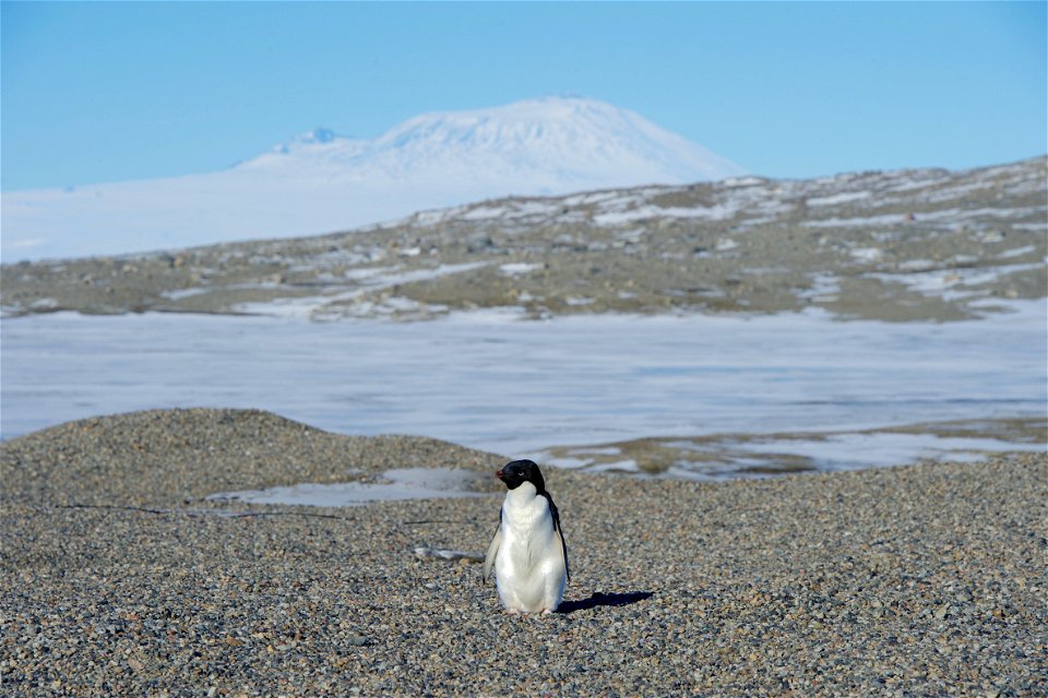 With Antarctica's Mount Erebus in the background, an Adélie penguin is seen on November 11, 2016, while U.S. Secretary of State John Kerry conducted a helicopter tour of U.S. research facilities aroun