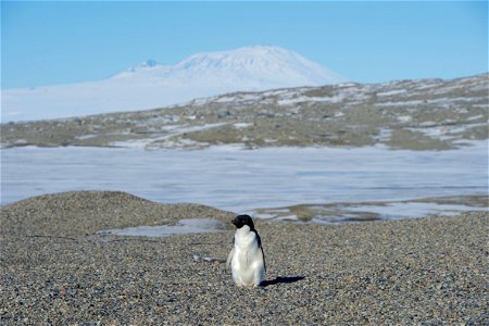 With Antarctica's Mount Erebus in the background, an Adélie penguin is seen on November 11, 2016, while U.S. Secretary of State John Kerry conducted a helicopter tour of U.S. research facilities aroun photo