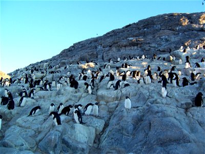 Colonie de manchots Adélies. Photo prise à coté de la base Française Dumont d'Urville en Antarctique