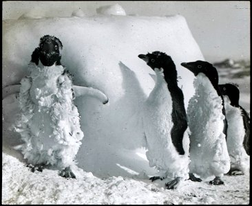 Three lonely strays find a lost brother after a blizzard [Australasian Antarctic Expedition, 1911-1914]. photo