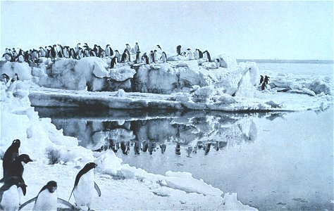 Adélie Penguins on the ice-foot at Cape Adare in the Antarctic. Photo taken in 1911 or 1912 by George Murray Levick, a member of Robert Scott's Terra Nova Expedition. Published in Scott's Last Expedit photo