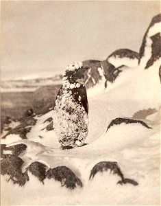 All life is affected by the ice, from Item 1243: [Photographs reproduced in `Geographical narrative and cartography' by Douglas Mawson], 1911-1914, by Frank Hurley, State Library of New South Wales, photo