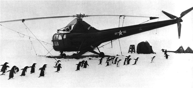 Adelie penguins inspect a U.S. Navy Sikorsky HO3S-1 helicopter from Task Force 39 in Antarctica, in 1948. photo