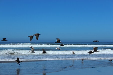 Birds flying coast photo