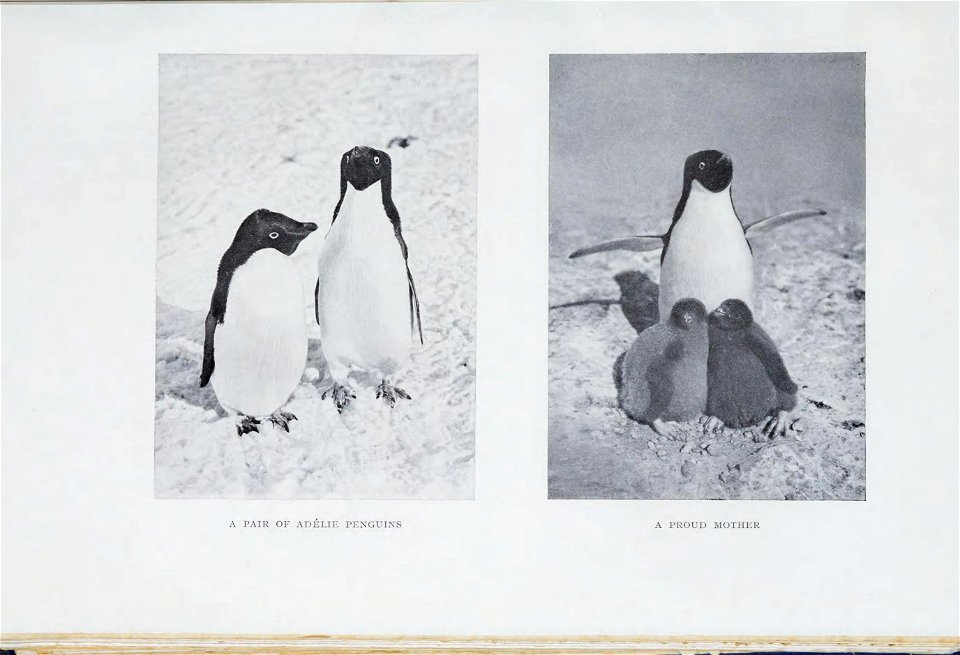 Scott's last expedition /