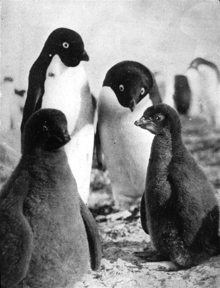 Photographs of the Nimrod Expedition (1907-09) to the Antarctic, led by Ernest Sheckleton