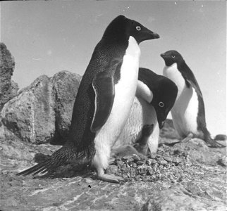 Photographs of the Nimrod Expedition (1907-09) to the Antarctic, led by Ernest Sheckleton