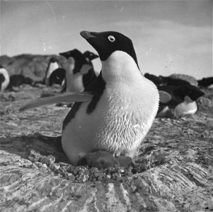 Photographs of the Nimrod Expedition (1907-09) to the Antarctic, led by Ernest Sheckleton photo