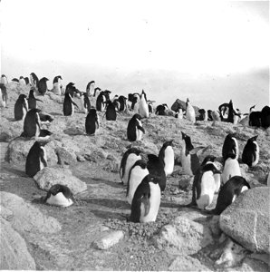 Photographs of the Nimrod Expedition (1907-09) to the Antarctic, led by Ernest Sheckleton photo