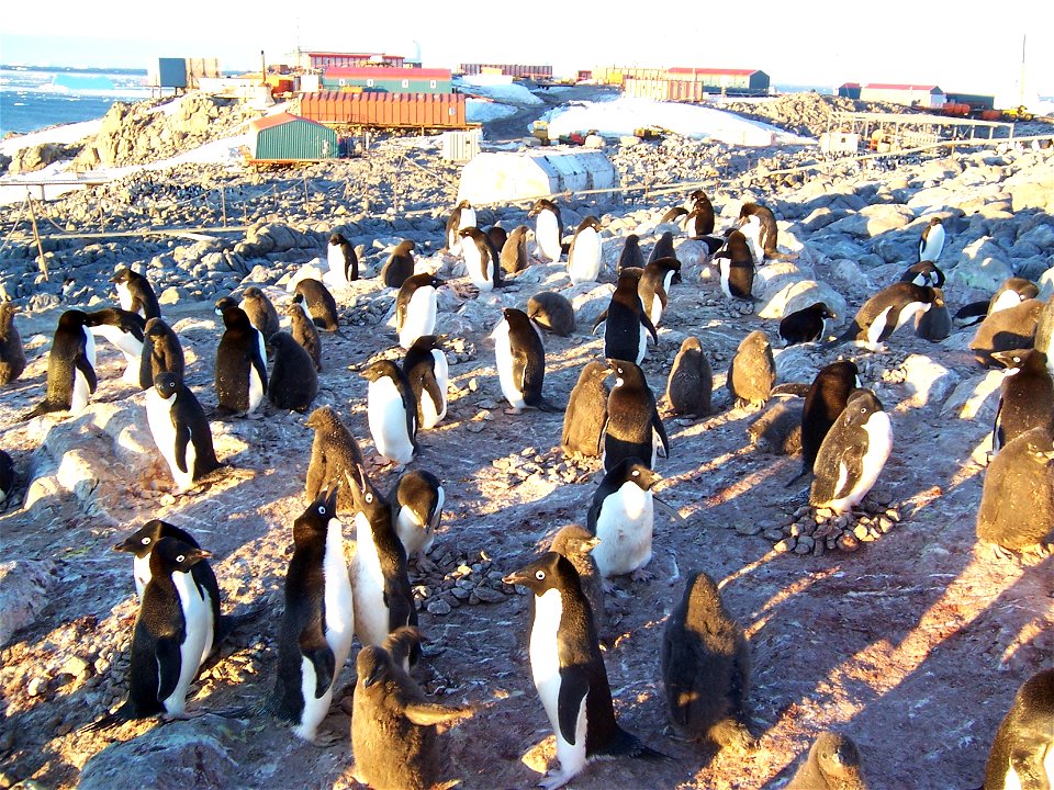 Colony of Adelie Penguin taken near the French Dumont d'Urville Station on Adélie Land, Antarctica.