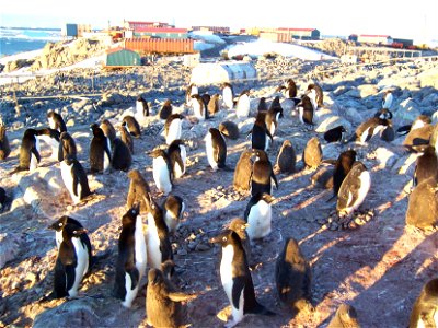 Colony of Adelie Penguin taken near the French Dumont d'Urville Station on Adélie Land, Antarctica. photo