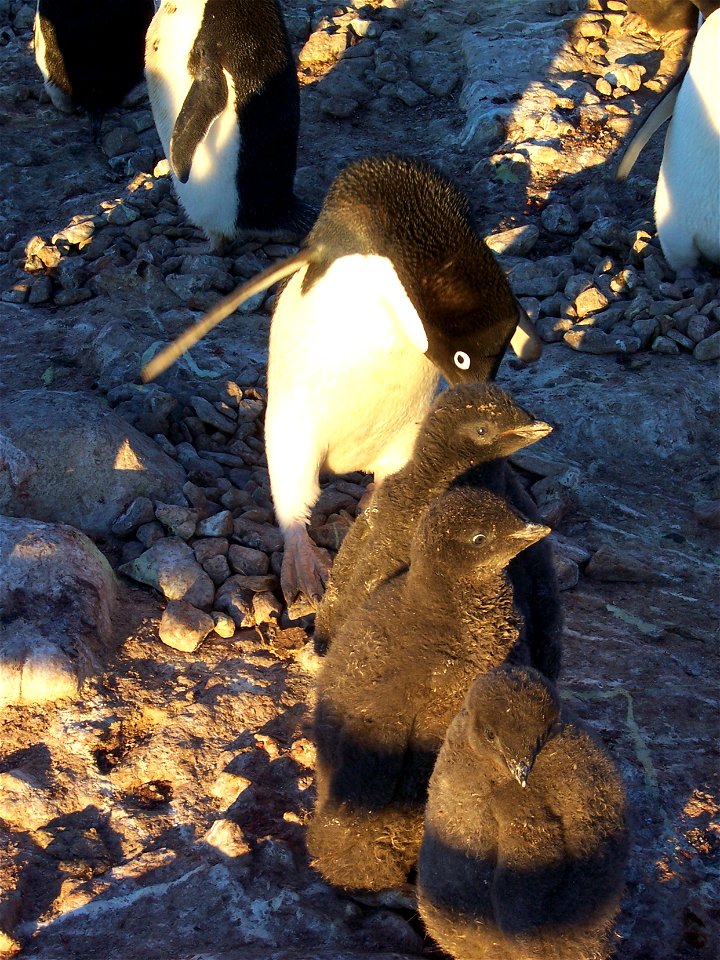 Famille de manchots Adélie