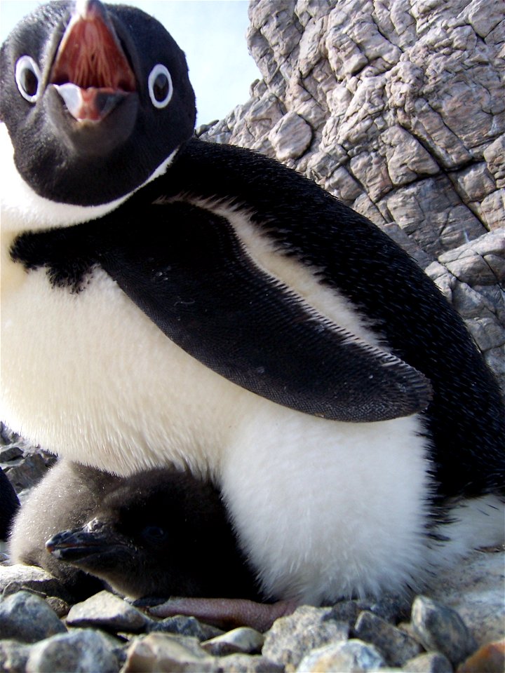 Manchot Adélie couvant son petit. Photo prise à coté de la base Française Dumont d'Urville en Antarctique