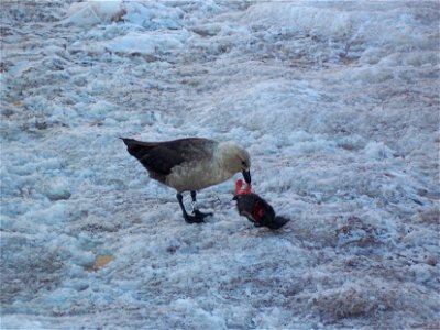 Skua se nourrissant d'une carcasse de poussin manchot Adélie. Photo prise à coté de la base Française Dumont d'Urville en Antarctique.