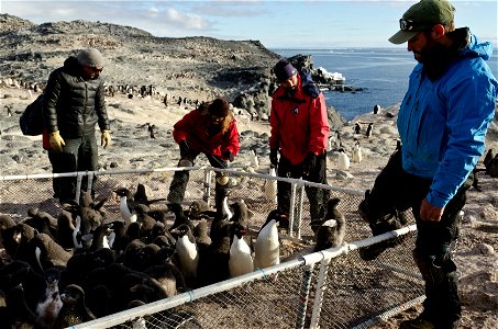 The research team uses small, moveable fences to “corral,” or surround, the penguin chicks they want to study. Team members put small bands with identifying numbers on the chicks’ wings so researchers