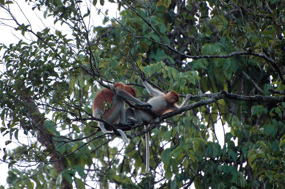 Proboscis monkey in Borneo