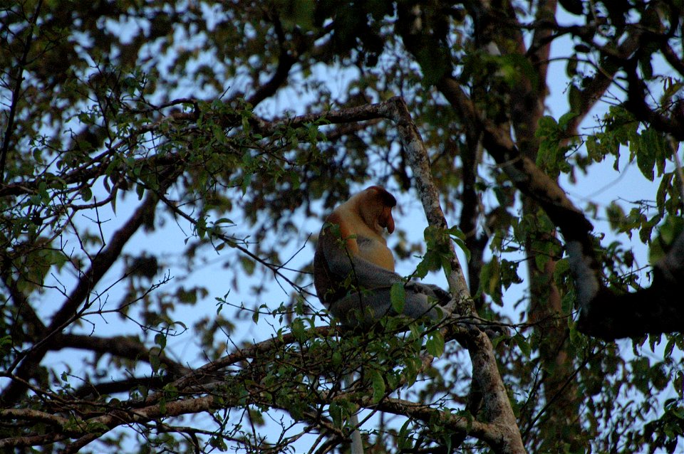 Proboscis monkey in Borneo