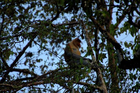 Proboscis monkey in Borneo