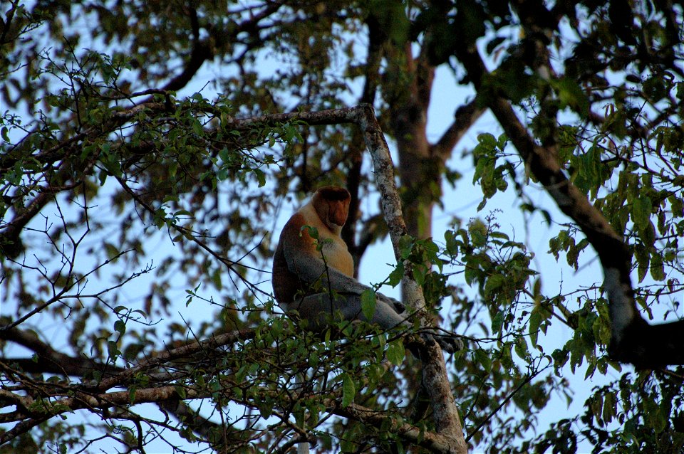 Proboscis monkey in Borneo