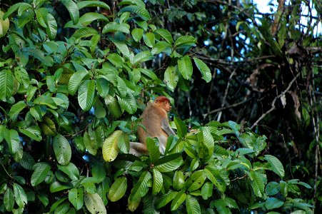 Proboscis monkey in Borneo