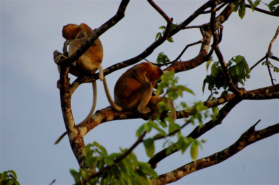 Proboscis monkey in Borneo