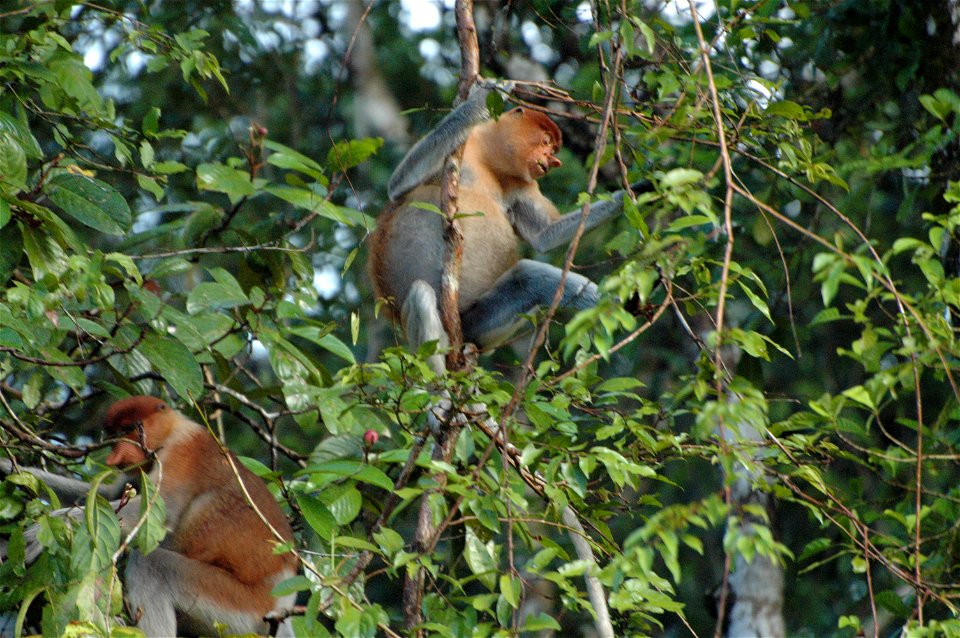 Proboscis monkey in Borneo