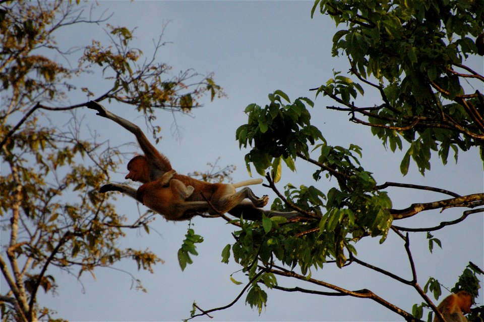 Proboscis monkey in Borneo