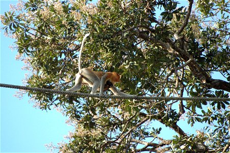 Proboscis monkey in Borneo