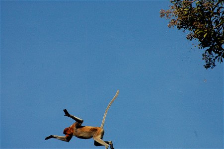 Proboscis monkey in Borneo