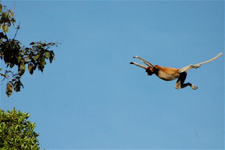 Proboscis monkey in Borneo