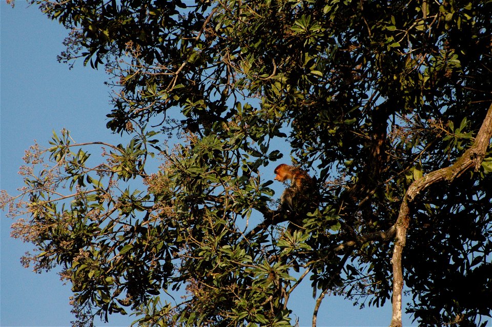 Proboscis monkey in Borneo