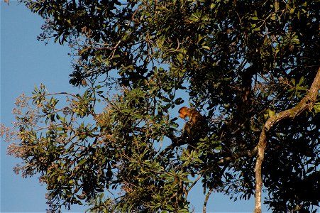 Proboscis monkey in Borneo