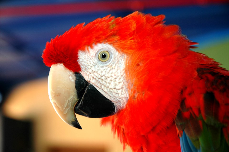 Foreground of a scarlet macaw, in Gran Canaria. photo