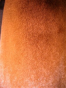 Arianha-Otter (südamerikanischer Riesenotter, Pteronura brasiliensis, (Gmelin)) - geschützte Art)), ca. 30 Jahre altes Fell (aus ca. 1967)