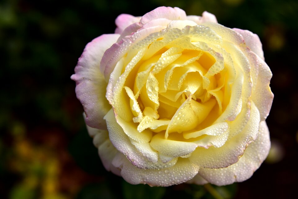 Petals flower yellow