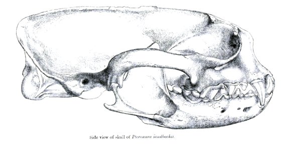 Giant Otter, skull from lateral photo