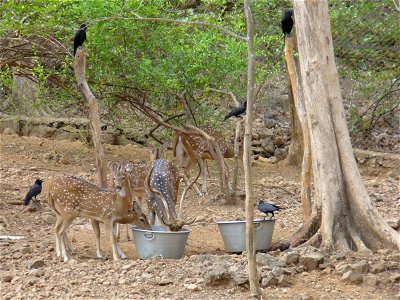 Dears in enclosers, Sanjay Ghandi National Park photo