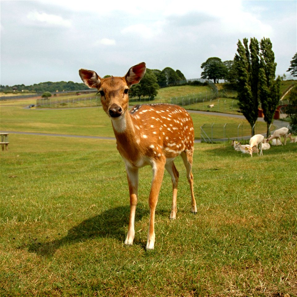 Chital deer (Axis axis)
