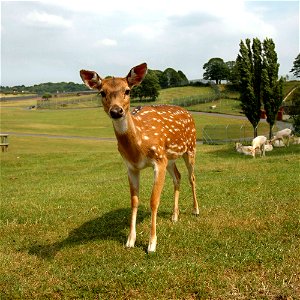 Chital deer (Axis axis) photo