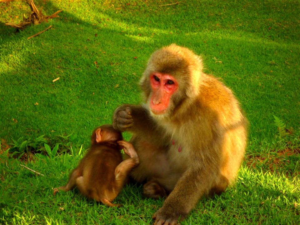 Macaca fuscata at Arashiyama monkey forest (Kyoto, Japan)