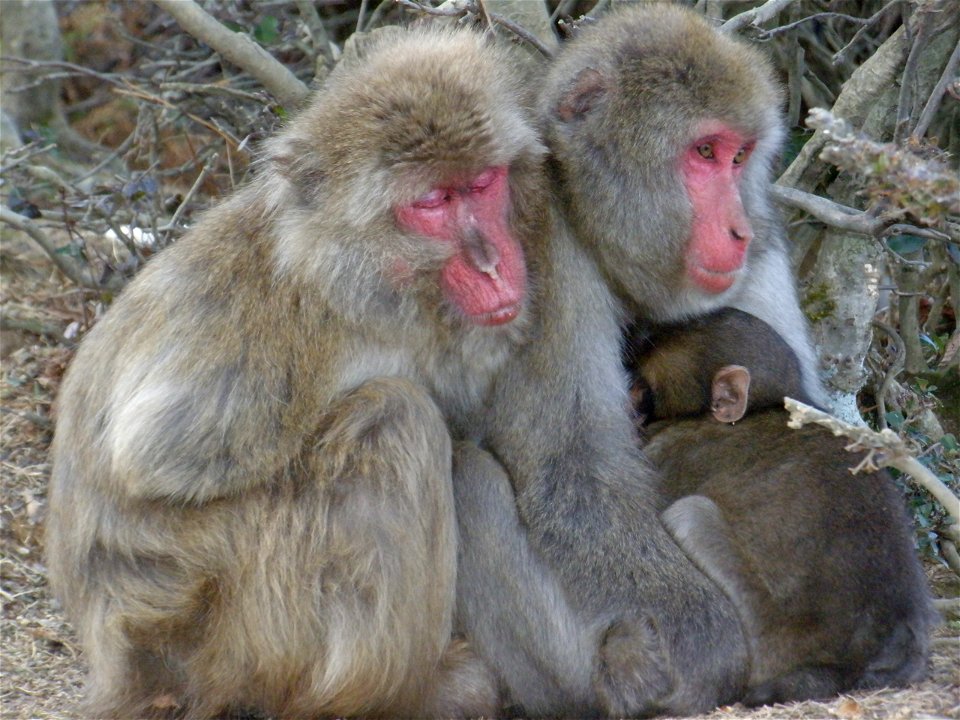 Monkey Park in Arashiyama, Kyoto.