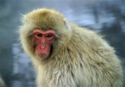 Japanese macaque Macaca fuscata Jigokudani Onsen, Yamanouchi, Nagano Prefecture, Japan photo