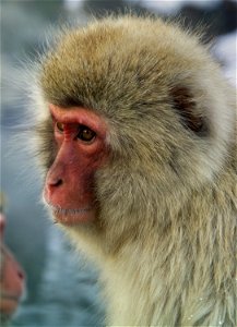 Japanese macaque Macaca fuscata Jigokudani Onsen, Yamanouchi, Nagano Prefecture, Japan photo