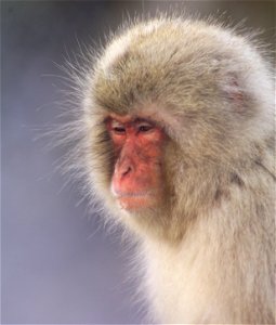 Japanese macaque Macaca fuscata Jigokudani Onsen, Yamanouchi, Nagano Prefecture, Japan photo