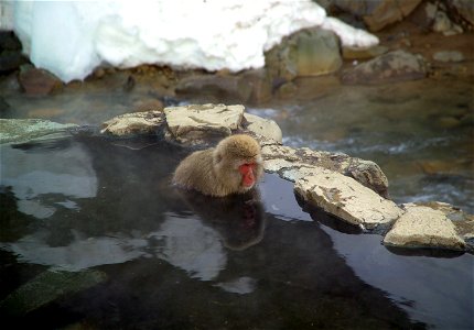 Japanese macaque Macaca fuscata Jigokudani Onsen, Yamanouchi, Nagano Prefecture, Japan photo