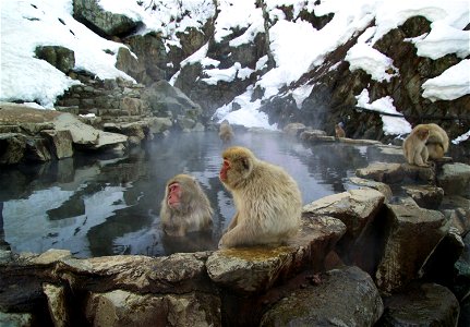 Japanese macaque Macaca fuscata Jigokudani Onsen, Yamanouchi, Nagano Prefecture, Japan photo