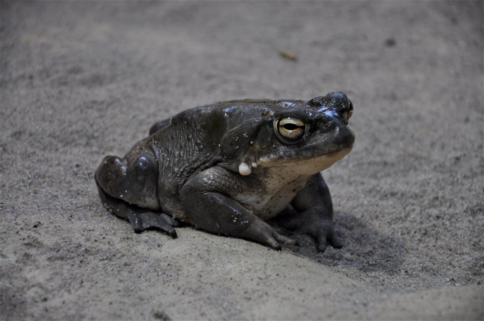 Sonoran Desert Toad, Colorado River Toad