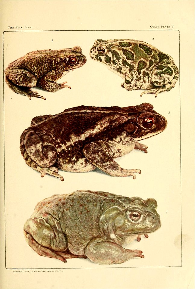 To show coloration of four toads of Southwestern North America. 
(1) Bufo punctatus Bd. and Gird. Tucson, Ariz. 
(2) Bufo cognatus Say. Phoenix, Ariz. 
(3) Bufo valliceps Wiegm. Brownsville, Texas. 


