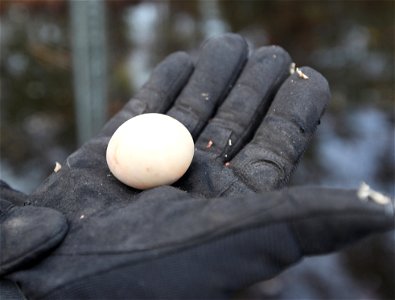 The gloved hand of Wildlife technician Kelly Tingle holds a wood duck egg that was not able to hatch.The egg was discovered during an annual nest box maintenance check, Jan. 23. Tingle is a wildlife t photo