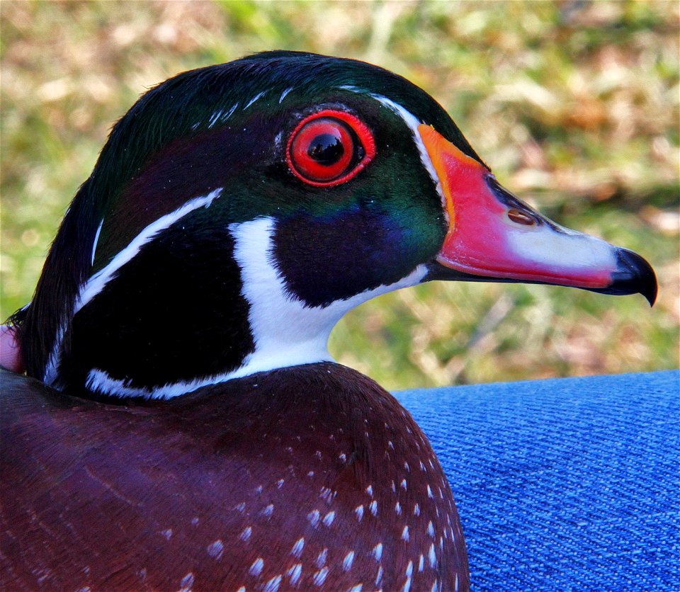 Male wood duck at Missisquoi National Wildlife Refuge


credit: ken sturm/usfws